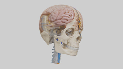 Human Cerebrospinal Fluid Model VR / AR / low-poly