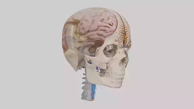Human Cerebrospinal Fluid Model VR / AR / low-poly