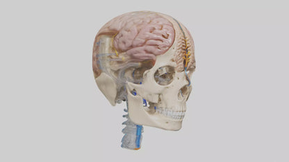 Human Cerebrospinal Fluid Model VR / AR / low-poly