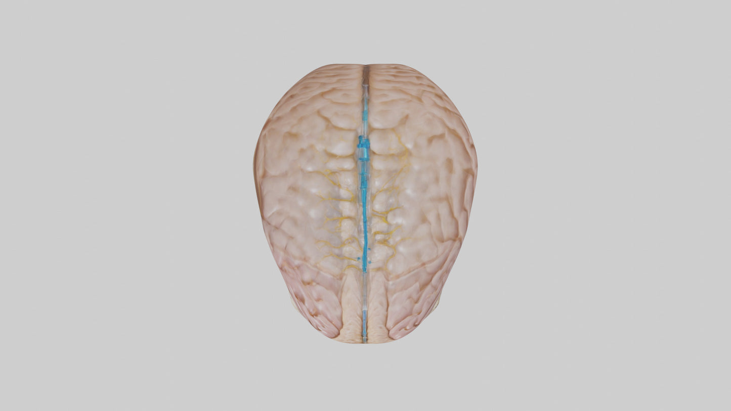 Human Cerebrospinal Fluid Model VR / AR / low-poly