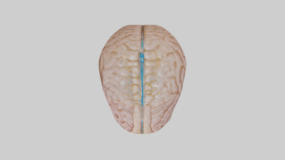 Human Cerebrospinal Fluid Model VR / AR / low-poly