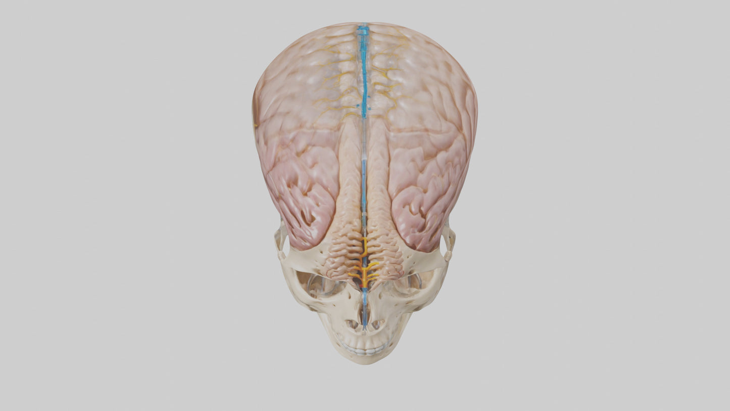 Human Cerebrospinal Fluid Model VR / AR / low-poly