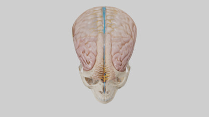 Human Cerebrospinal Fluid Model VR / AR / low-poly