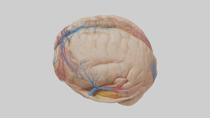 Human Choroid Plexus Model VR / AR / low-poly