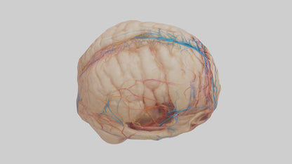 Human Choroid Plexus Model VR / AR / low-poly