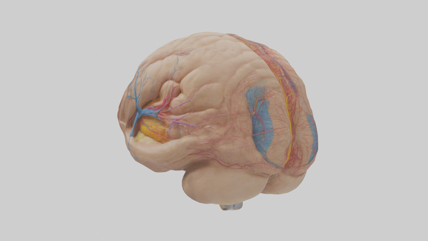 Human Choroid Plexus Model VR / AR / low-poly