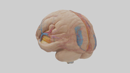 Human Choroid Plexus Model VR / AR / low-poly