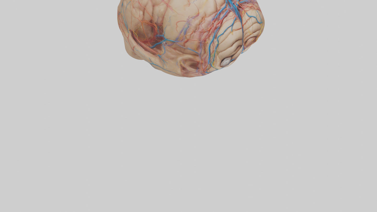 Human Choroid Plexus Model VR / AR / low-poly