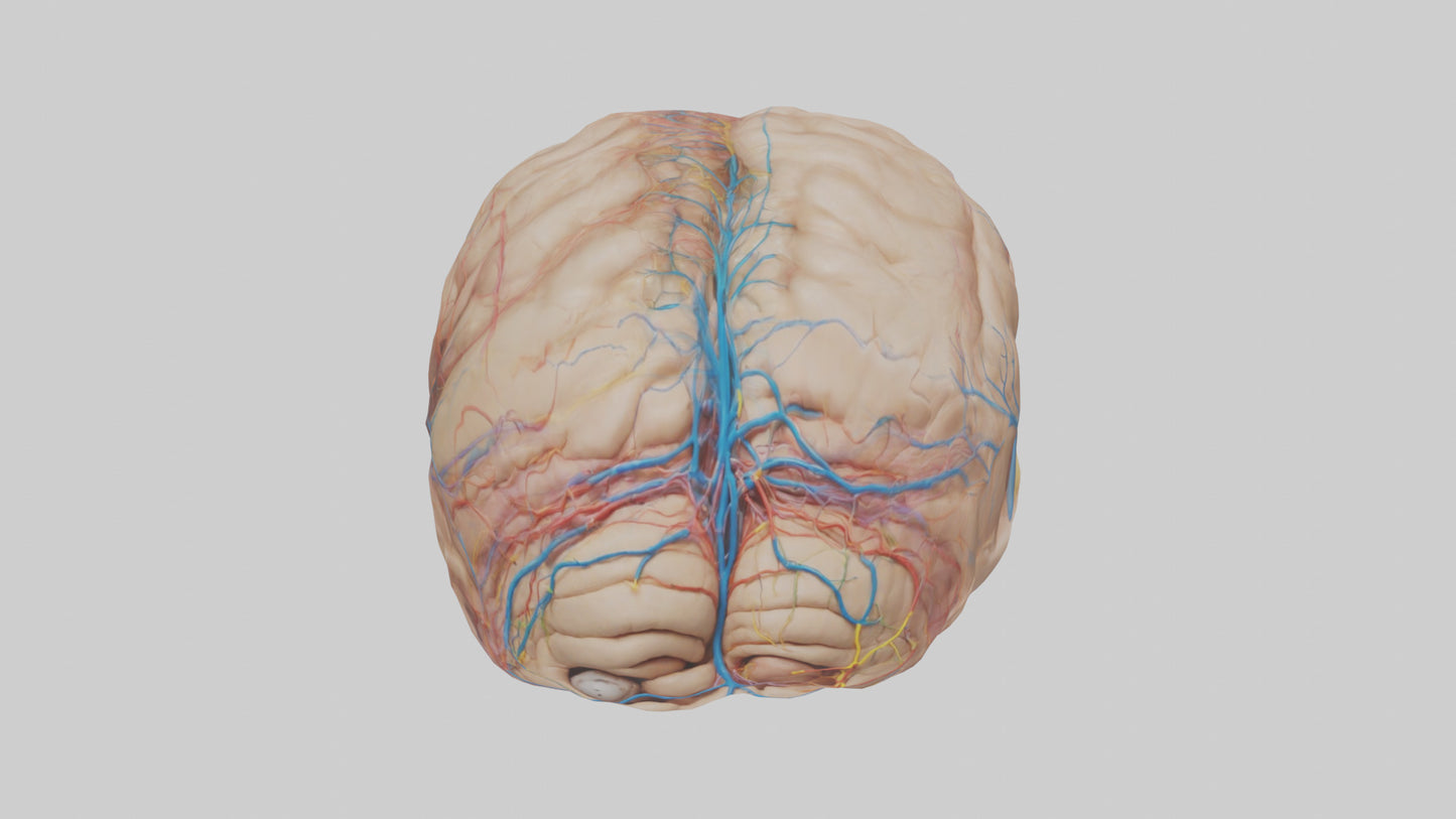 Human Choroid Plexus Model VR / AR / low-poly