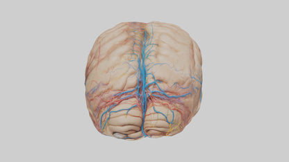 Human Choroid Plexus Model VR / AR / low-poly