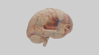 Human Choroid Plexus Model VR / AR / low-poly
