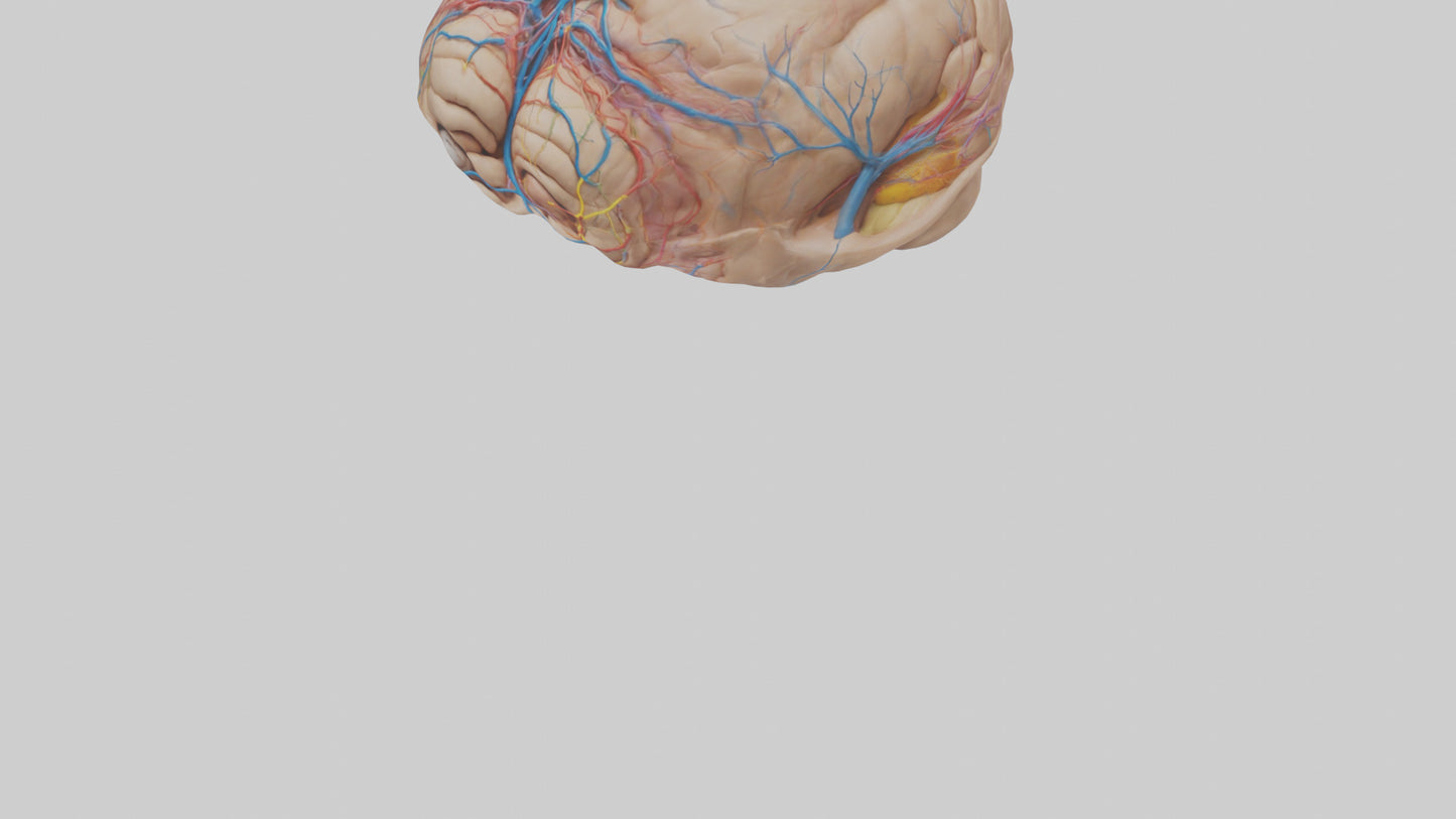 Human Choroid Plexus Model VR / AR / low-poly