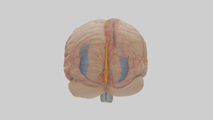 Human Choroid Plexus Model VR / AR / low-poly