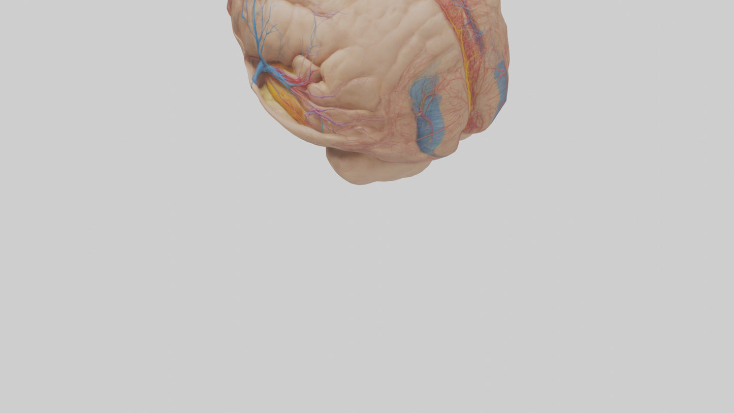 Human Choroid Plexus Model VR / AR / low-poly
