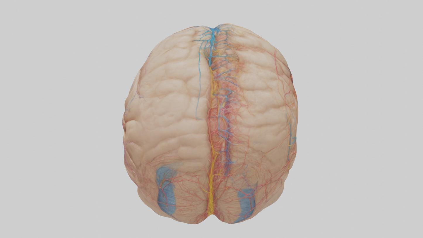 Human Choroid Plexus Model VR / AR / low-poly