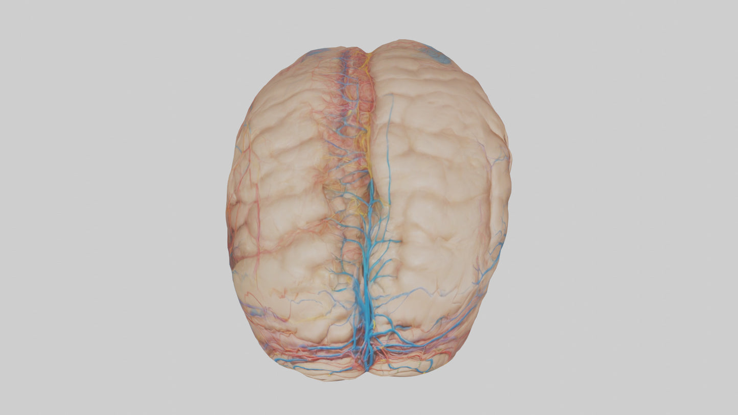 Human Choroid Plexus Model VR / AR / low-poly