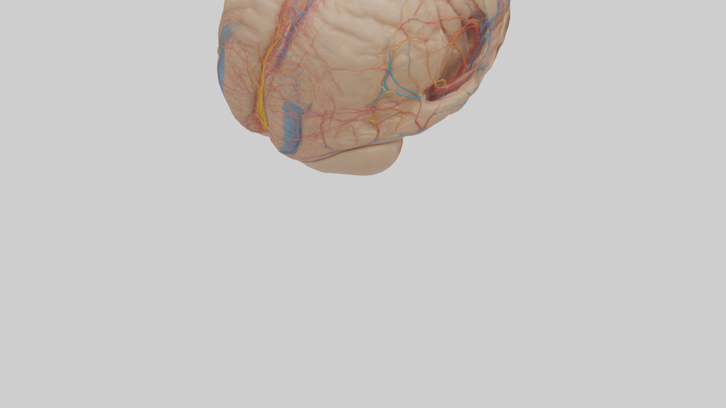 Human Choroid Plexus Model VR / AR / low-poly
