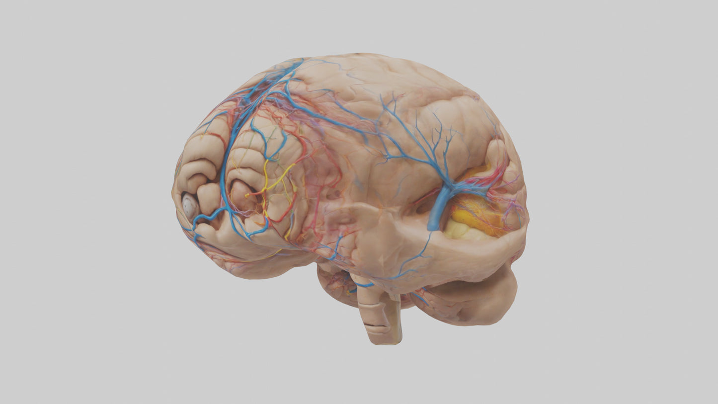 Human Choroid Plexus Model VR / AR / low-poly