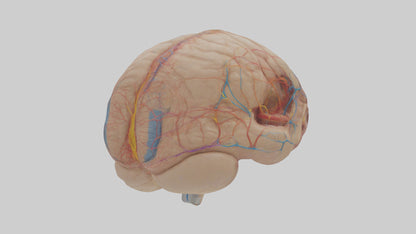Human Choroid Plexus Model VR / AR / low-poly