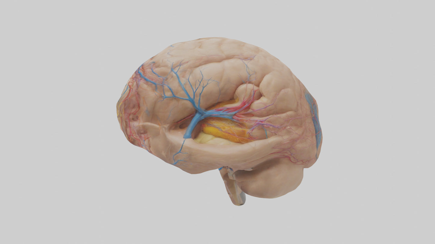 Human Choroid Plexus Model VR / AR / low-poly