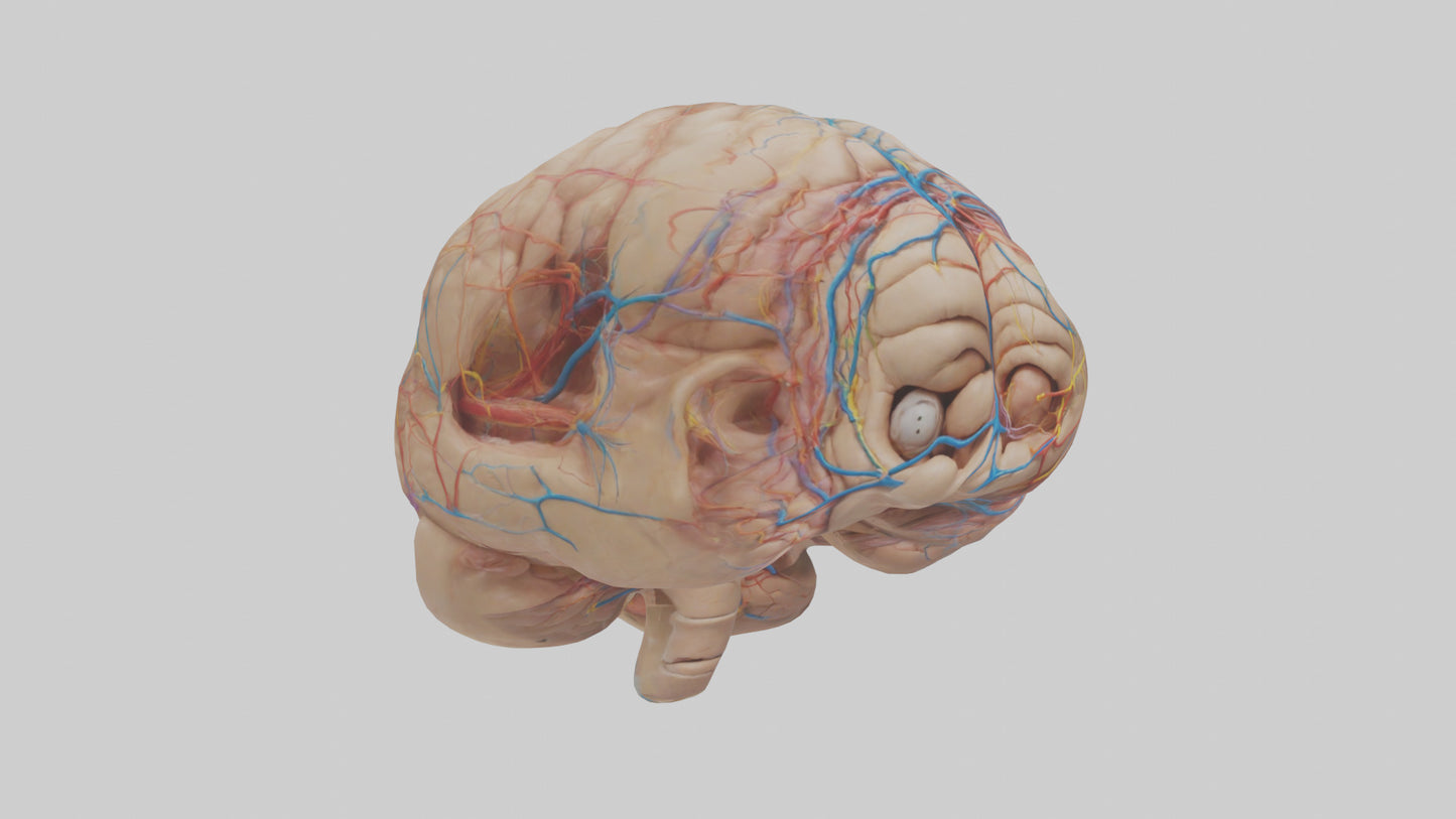Human Choroid Plexus Model VR / AR / low-poly