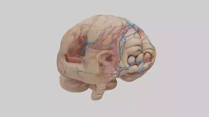 Human Choroid Plexus Model VR / AR / low-poly