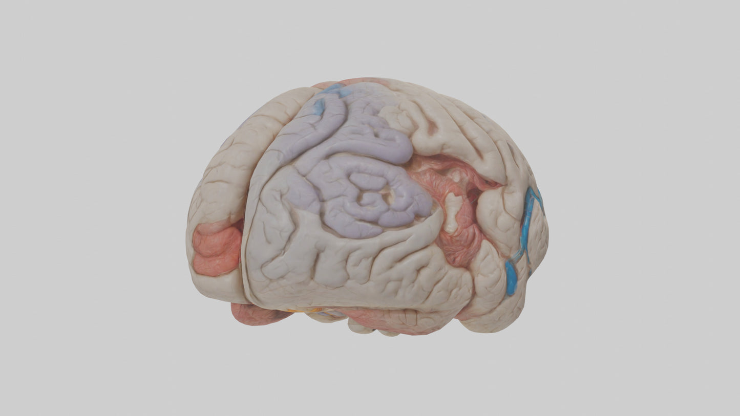 Human Corpus Callosum Model VR / AR / low-poly