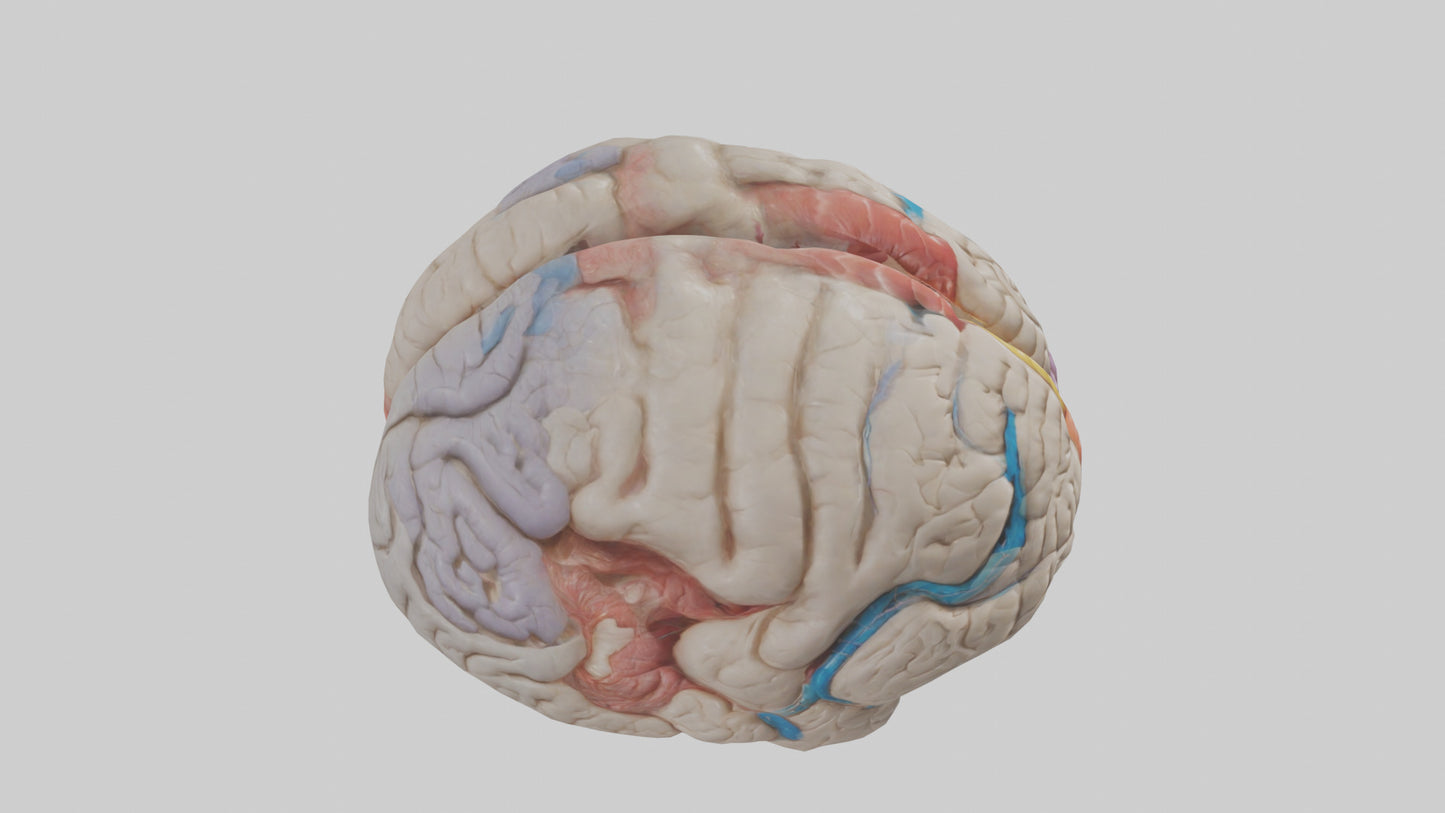 Human Corpus Callosum Model VR / AR / low-poly