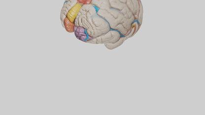 Human Corpus Callosum Model VR / AR / low-poly