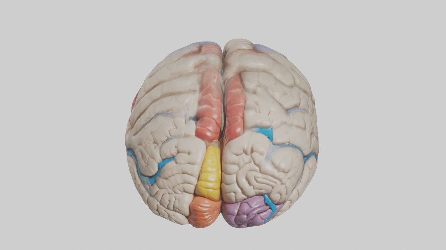 Human Corpus Callosum Model VR / AR / low-poly