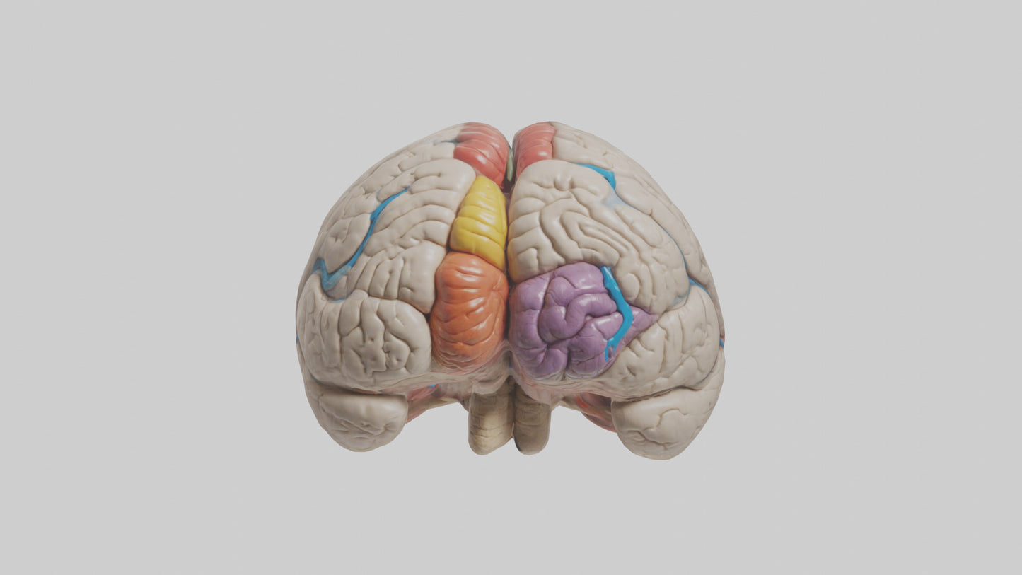 Human Corpus Callosum Model VR / AR / low-poly