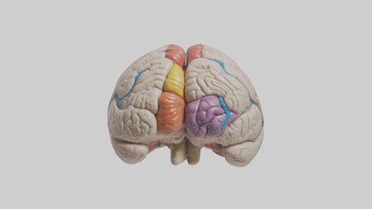 Human Corpus Callosum Model VR / AR / low-poly
