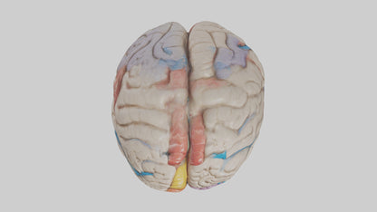 Human Corpus Callosum Model VR / AR / low-poly