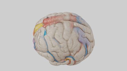 Human Corpus Callosum Model VR / AR / low-poly