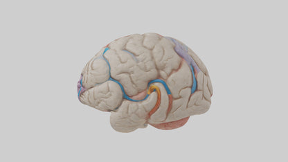 Human Corpus Callosum Model VR / AR / low-poly