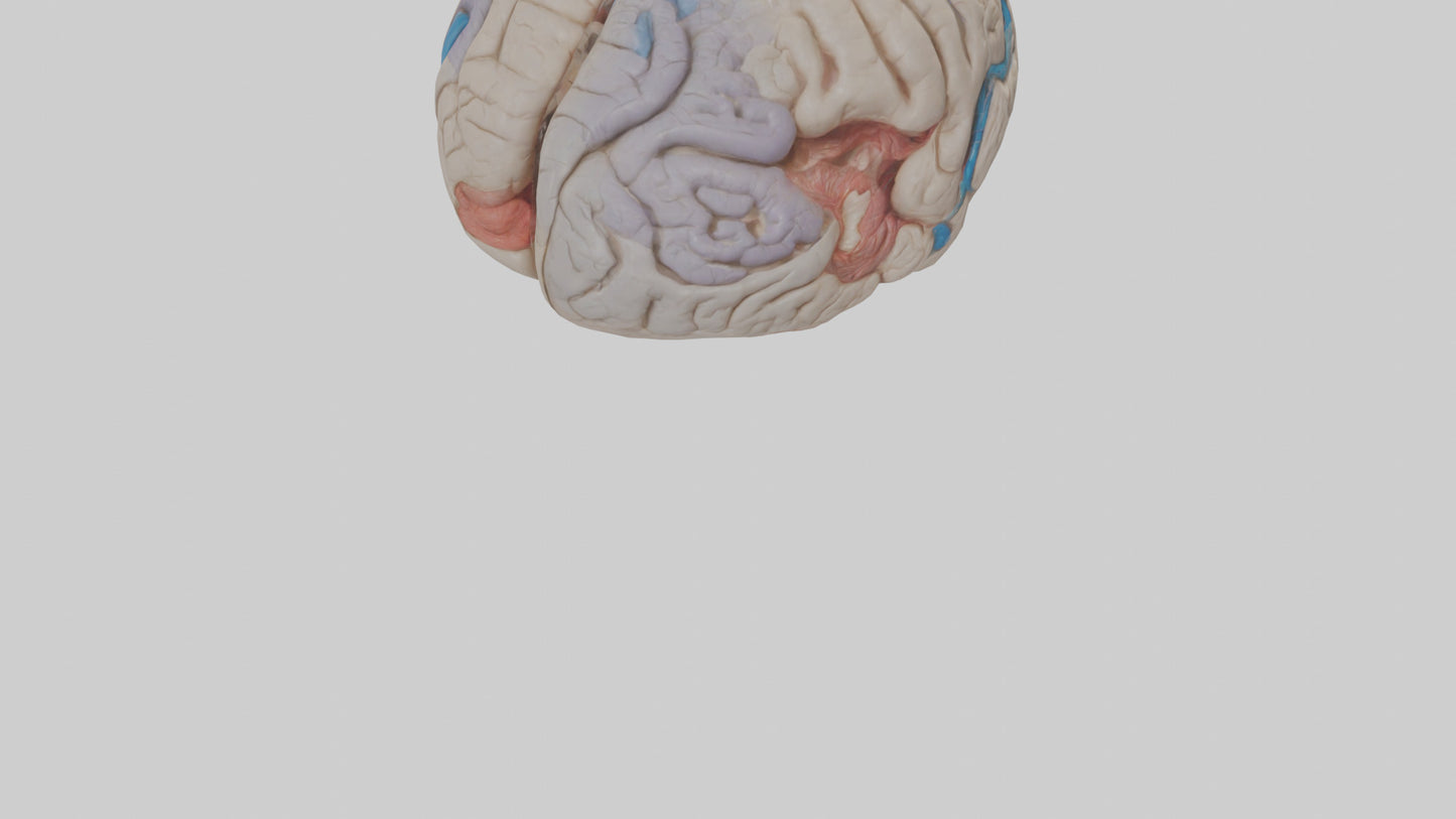 Human Corpus Callosum Model VR / AR / low-poly