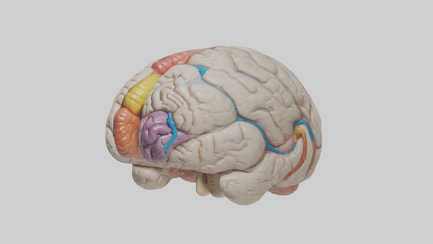 Human Corpus Callosum Model VR / AR / low-poly