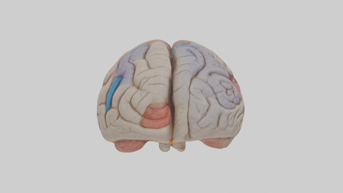 Human Corpus Callosum Model VR / AR / low-poly