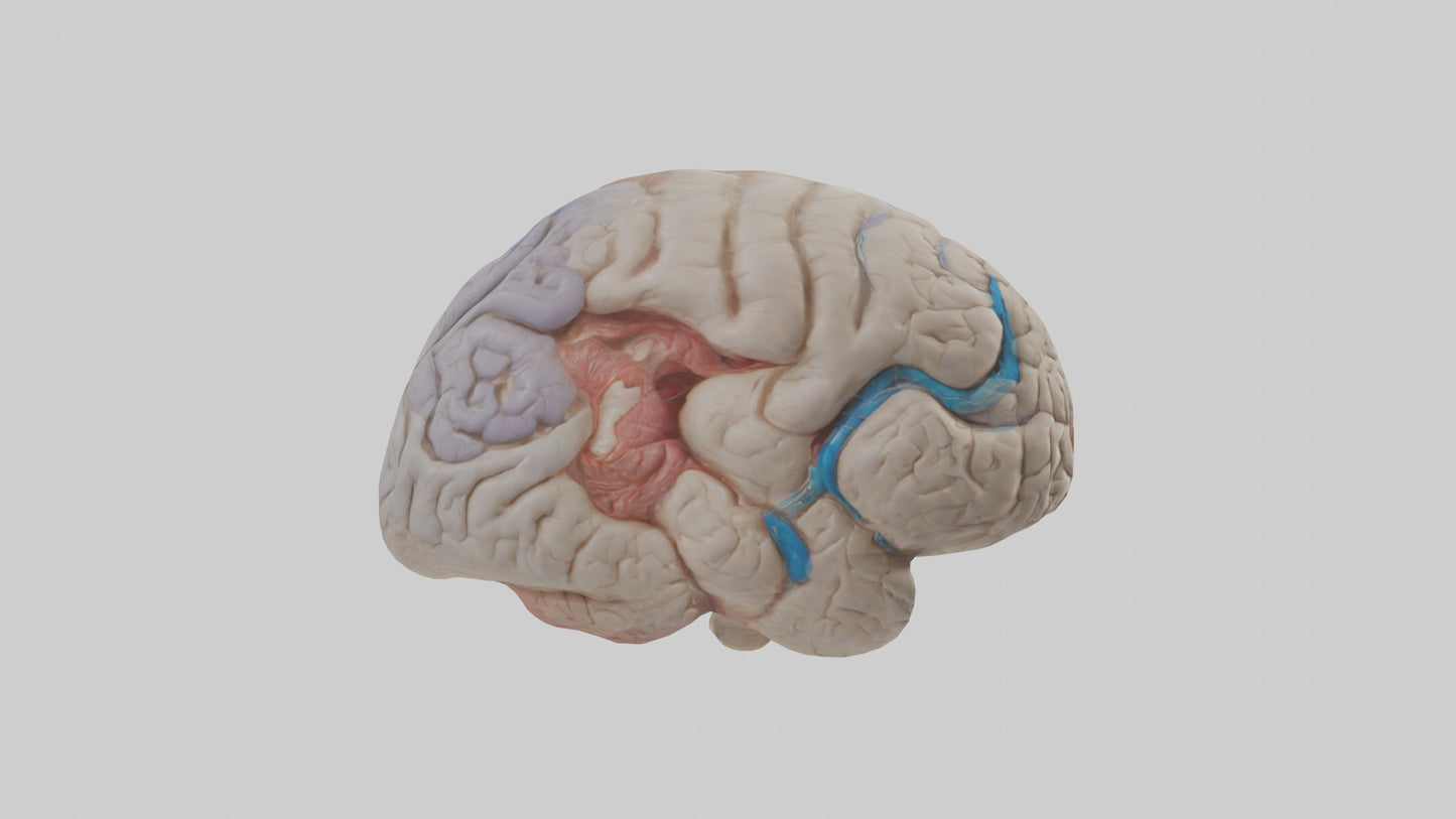 Human Corpus Callosum Model VR / AR / low-poly