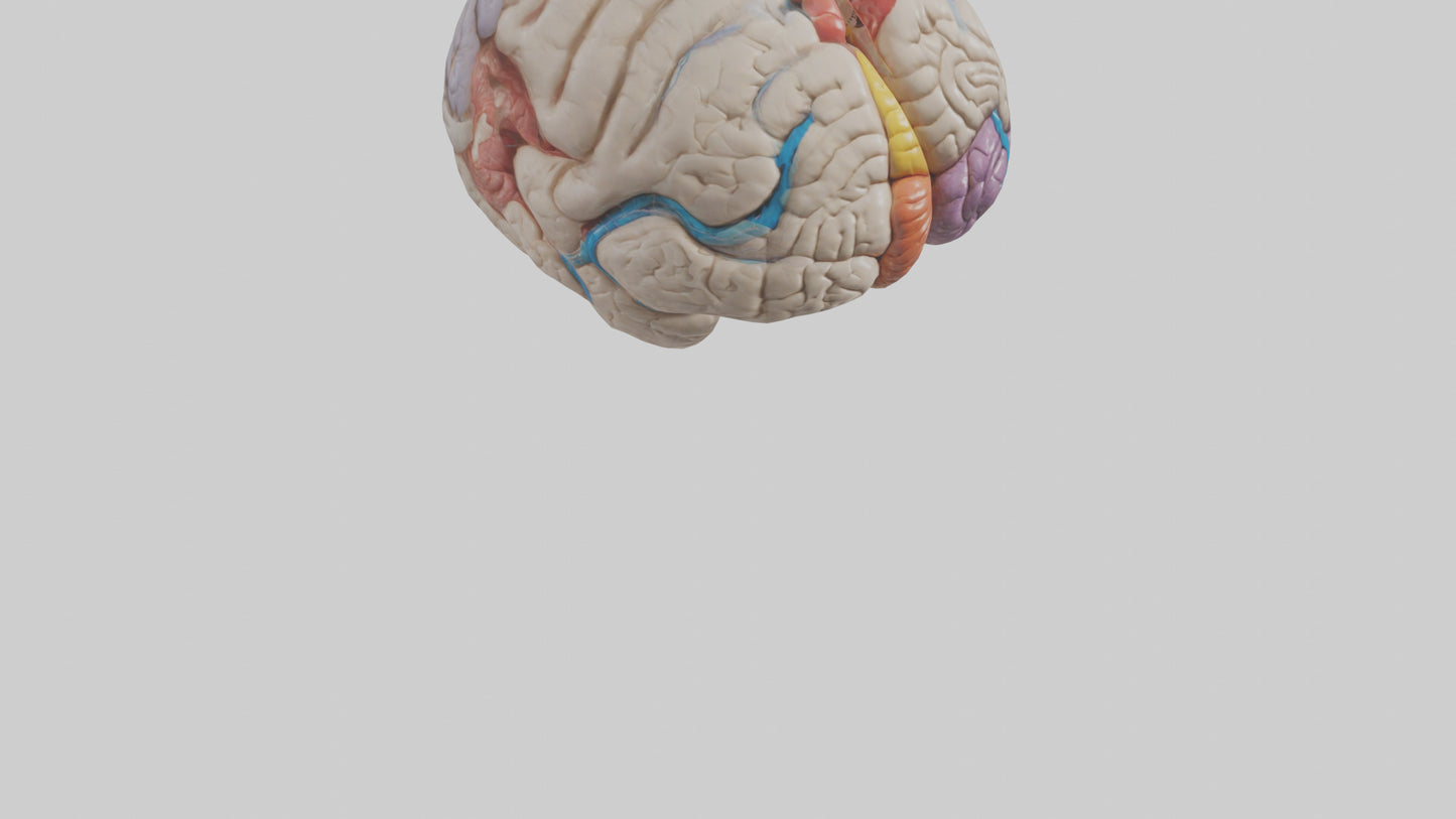 Human Corpus Callosum Model VR / AR / low-poly