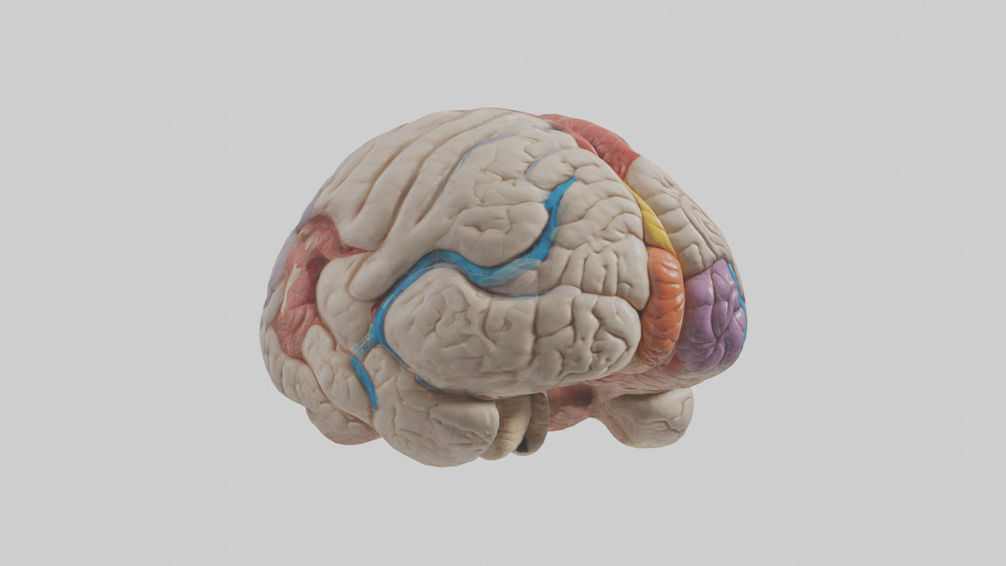 Human Corpus Callosum Model VR / AR / low-poly
