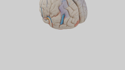 Human Corpus Callosum Model VR / AR / low-poly