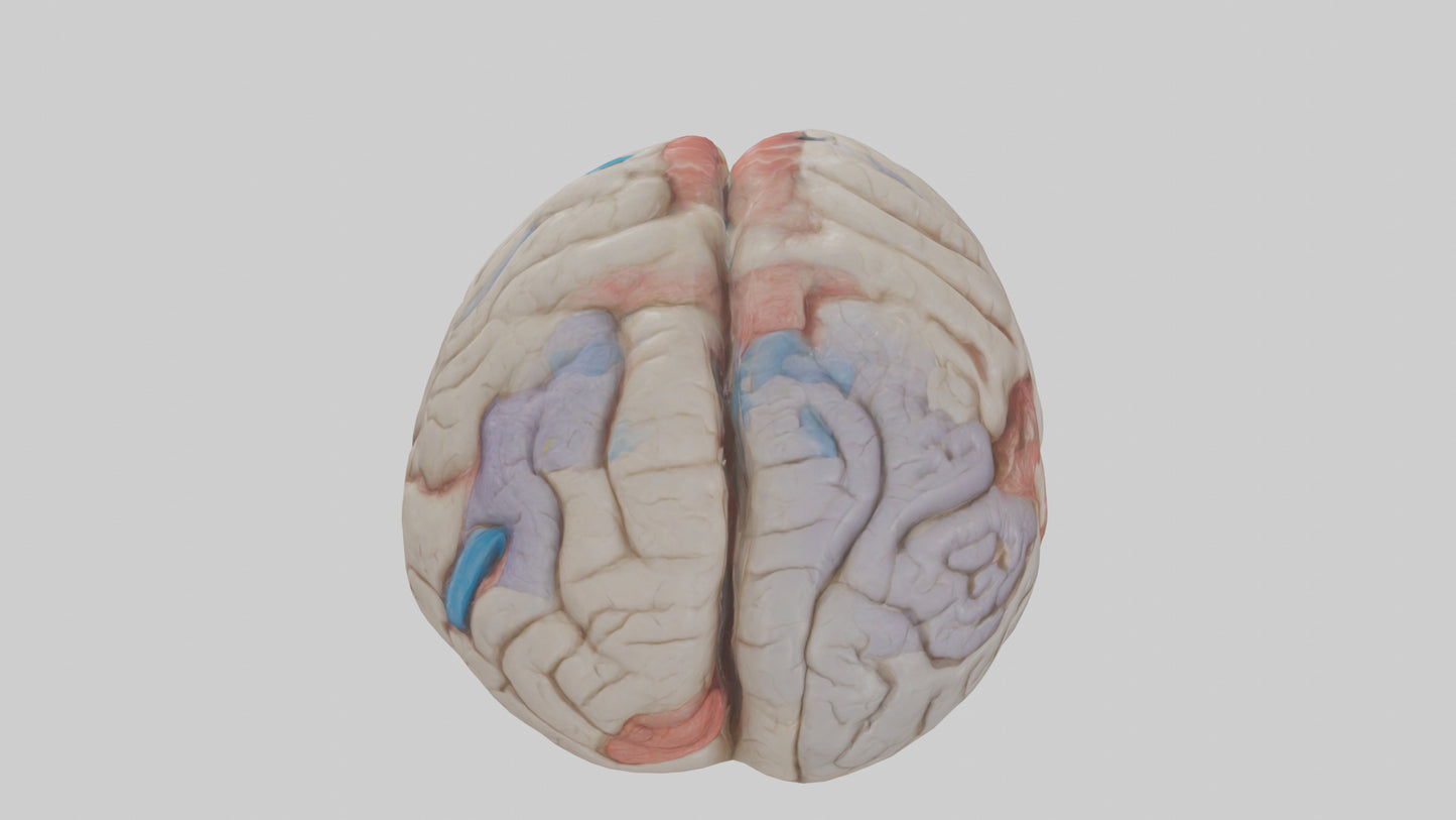 Human Corpus Callosum Model VR / AR / low-poly