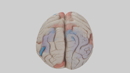 Human Corpus Callosum Model VR / AR / low-poly