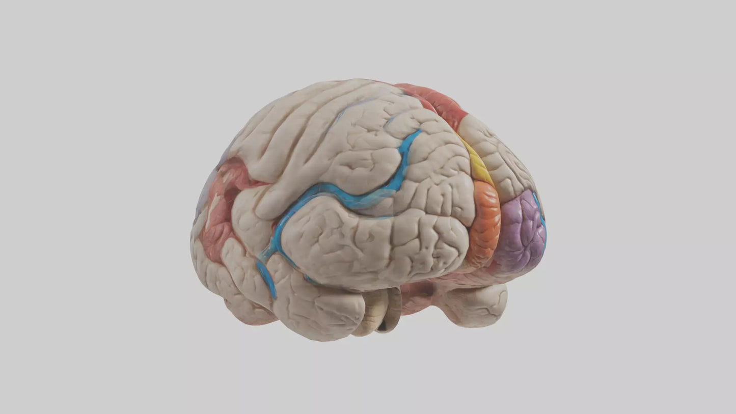 Human Corpus Callosum Model VR / AR / low-poly