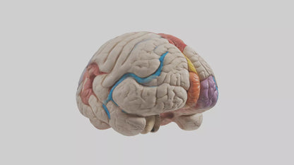 Human Corpus Callosum Model VR / AR / low-poly