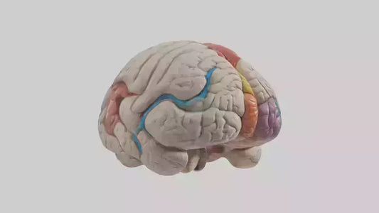 Human Corpus Callosum Model VR / AR / low-poly