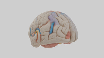 Human Corpus Callosum Model VR / AR / low-poly