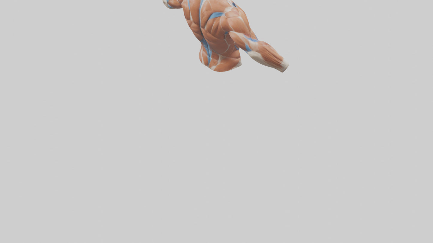 Human Deltoid Muscle Model VR / AR / low-poly