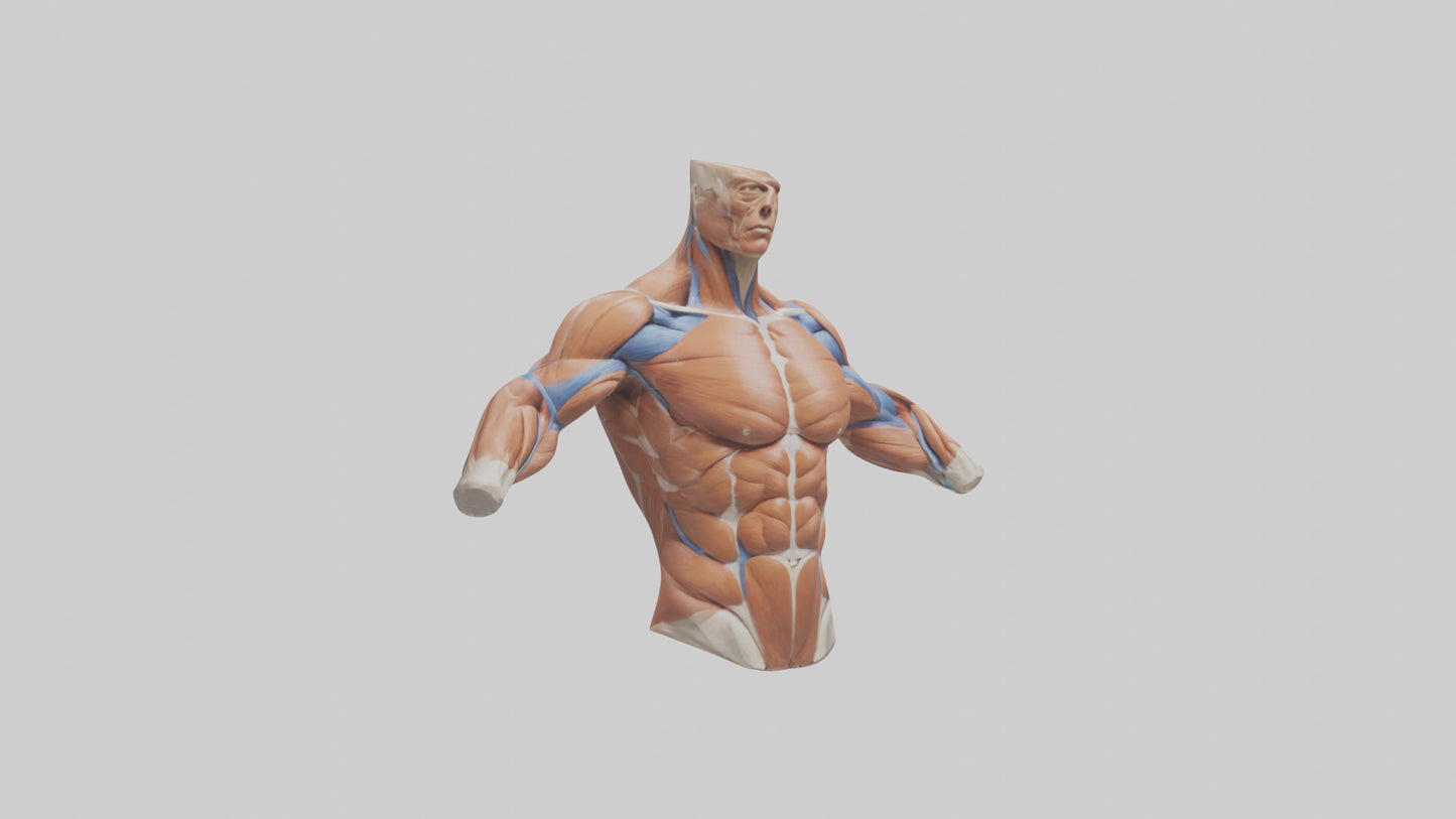 Human Deltoid Muscle Model VR / AR / low-poly